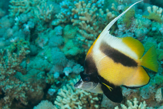 Fish of the Red Sea. Red Sea bannerfish