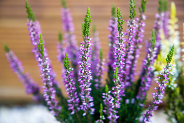 Heather calluna vulgaris, purple, close up.