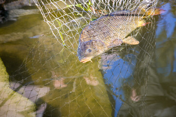 Big fish in a net. Carp.