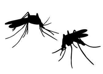 Mosquito insect. Vector image.