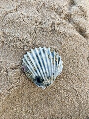 seashell on the beach 