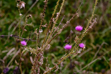 flowers in the field