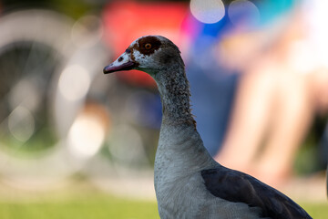 An egyptian goose or also called nil goose looking for food in a meadow at the so called...