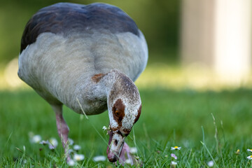 An egyptian goose or also called nil goose looking for food in a meadow at the so called...