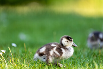 Fototapeta premium Cute Egyptian goose chicks walking on a meadow at the so called Kalscheurer Weiher, a pond in Cologne, Germany at a sunny day in summer.