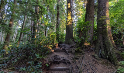 Hiking Path to Sandcut Beach in the Vibrant Rainforest and colorful green trees. Located near Victoria, Vancouver Island, British Columbia, Canada.