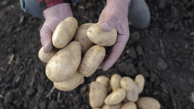 Senior man harvesting potato in the vegetable garden. Senior farmer in hat showing organic raw potato at farm. Farmer collects and sorts fresh potatoes. Harvesting potatoes and vegetables.