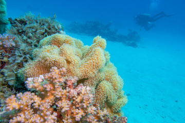 Fototapeta na wymiar Colorful, picturesque coral reef at the bottom of tropical sea, great yellow sarcophyton leather coral, underwater landscape