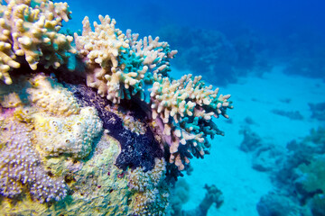 Plakat coral reef with soft coral at the bottom of tropical sea