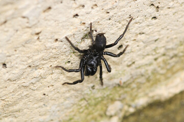 segestriidae black spider macro photo