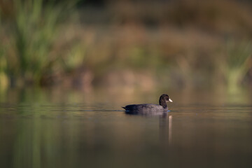 Common coot Fulica atra swimming on lake Eurasian cootin natural habitat