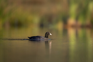 Eurasian coot Fulica atra in natural habitat swimming on lake Beautiful bird in nature