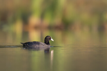 Eurasian coot swimming on lake Fulica atra coot duck in wetland