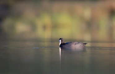 Eurasian coot on lake Fulica atra coot duck
