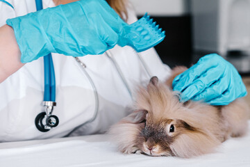 Animal doctor a female veterinarian in blue gloves combs the peach-colored fur of a rabbit. Inspection of a pet for the presence of lice and other pests and sores, damage.