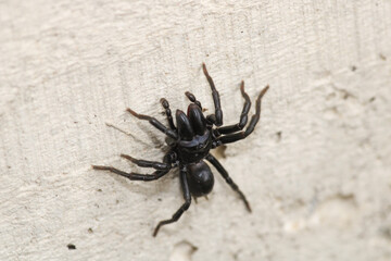 segestriidae black spider macro photo