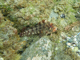 Tompot Blenny. Parablennius gattorugine