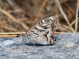 Butterfly in a natural environment. Hipparchia fidia     
