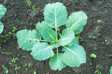 cabbage in the garden with drops of water after rain, White cabbage grown in the home garden. No people. Copy space, Selective focus, tinted image