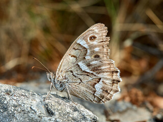 Butterfly in a natural environment. Hipparchia fidia     