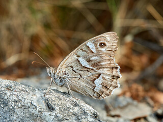Butterfly in a natural environment. Hipparchia fidia     