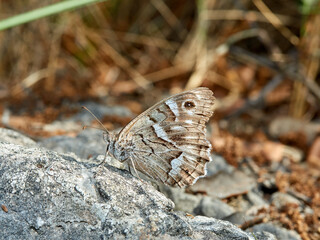 Butterfly in a natural environment. Hipparchia fidia     