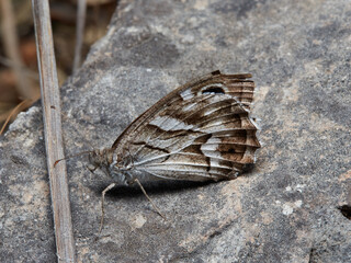 Butterfly in a natural environment. Hipparchia fidia     