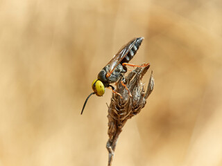 Wasp with big yellow eyes. Family Crabronidae. Genus Tachysphex.   