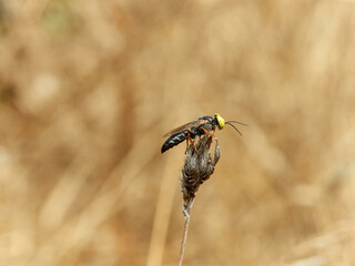 Wasp with big yellow eyes. Family Crabronidae. Genus Tachysphex.   