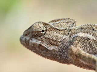 Wild chamaleon in a natural environment. Chamaeleo chamaeleon.