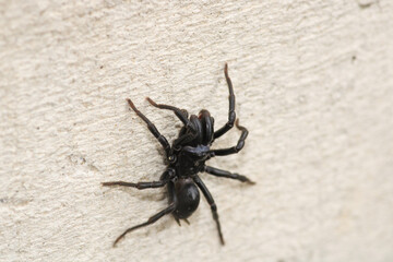 segestriidae black spider macro photo