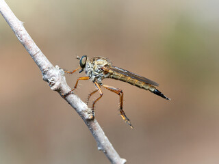 Assassins fly in a natural environment. Asilidae family.  