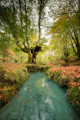 Leaves, river, trunks and details of an ayedo in autumn