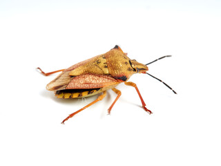Shield Bug. Carpocoris mediterraneus ssp. atlanticus. Pentatomidae family. 