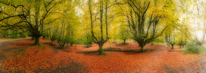 panorama of a beech forest in autumn