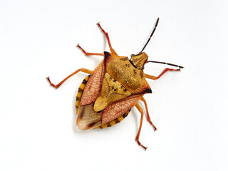 Shield Bug. Carpocoris mediterraneus ssp. atlanticus. Pentatomidae family. 