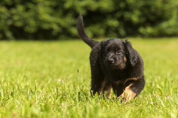 black and gold Hovie puppy gets acquainted with the world