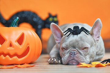 Grumpy Halloween French Bulldog dog with carved pumpkin, autumn leaves, spider on head and black...