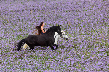 a beautiful young woman jets through a purple field with two horses