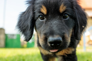 black and gold Hovie puppy takes a close look at the camera