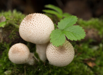 Mushrooms growing in the autumn forest. Lycoperdon perlatum.