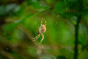 Araneus diadematus