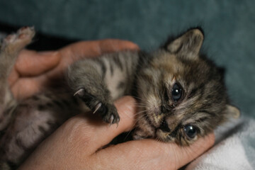 Striped gray kitten in the palms