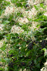 Close up of ivy leaves background