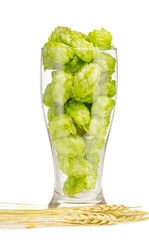 A beer glass, full of one of the main brewery ingredients- green hop cones. Isolated on white background. Oktoberfest concept.