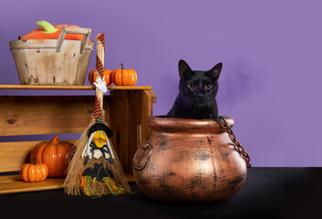 a beautiful black cat inside a cauldron with pumpkins on halloween celebration