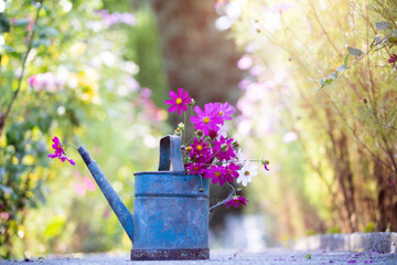 Blue watering can with colorful summer flowers.