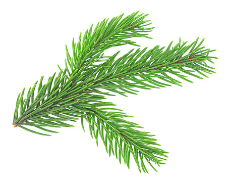 Young green fir branch for christmas isolated on a white background. Green fir tree spruce branch with needles.