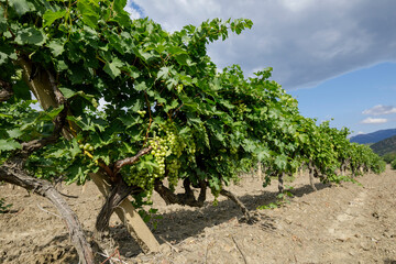 Fototapeta na wymiar Summer sunny day in a vineyard among the mountains. Ripe grapes on a branches.
