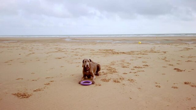 Young girl with a weimaraner dog playing on Omaha beach located in Normandy, France